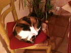 Avatar du membre